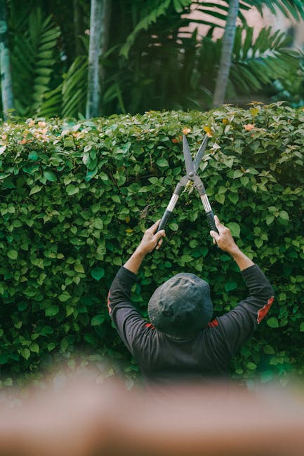 A male gardener with short brown hair, wearing a blue t-shirt and a black watch, is trimming a large, dense, green hedge with a long-handled hedge trimmer. The hedge appears well-maintained, with a mi